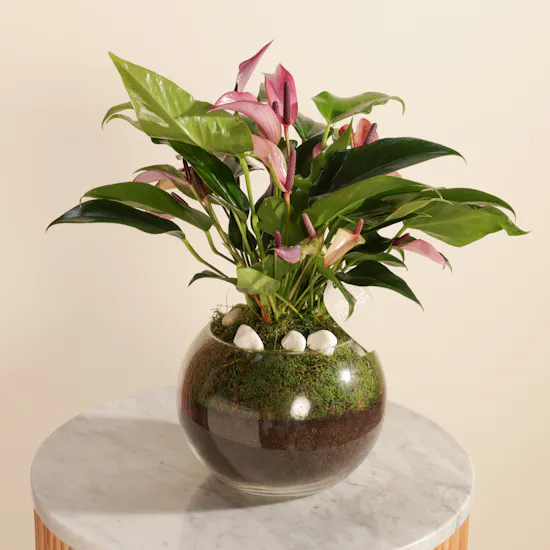 Purple Anthurium