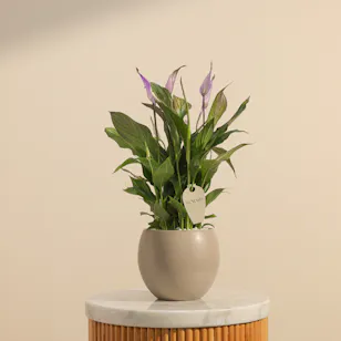 Dreamy Purple Spathiphyllum Plant