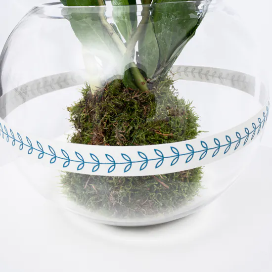 Green Zamia | Glass Bowl
