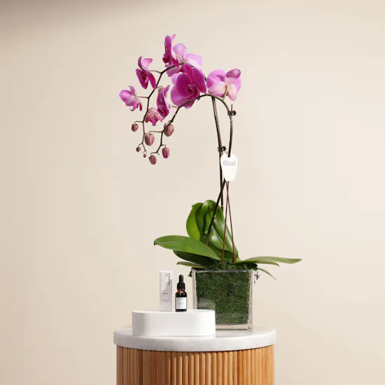 Mubkhar Swash Essential Oil 15 ml | Orchid Plant