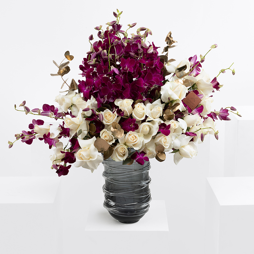 الشفق | جوري واوركيد