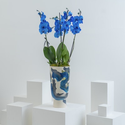 Cobalt Blue Orchid