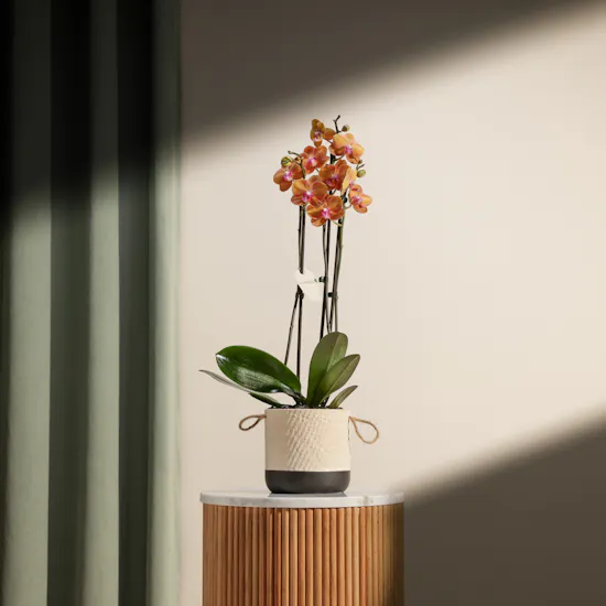 Elegant Phalaenopsis Plant Vase
