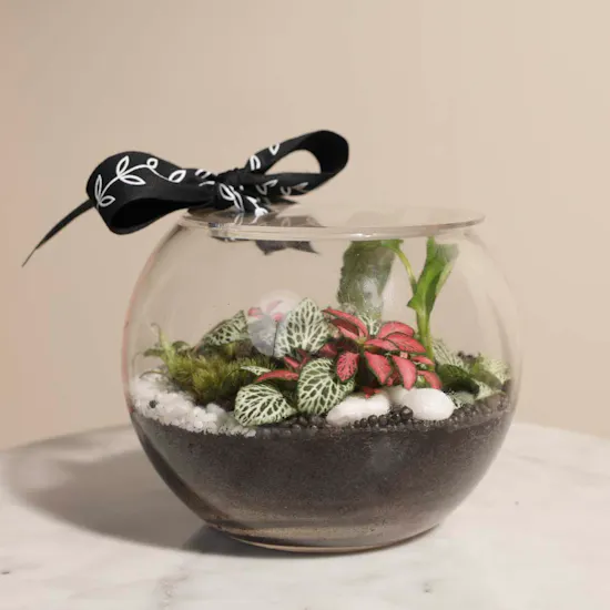 Radiant Greenery | Closed Terrarium
