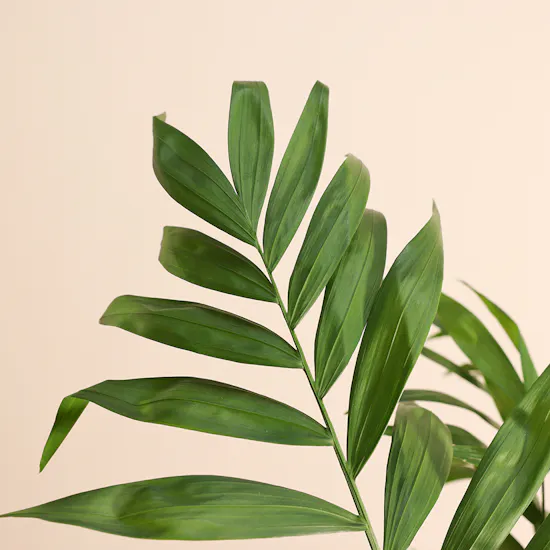 Chamadorea Elegance Plant | Metal Pot