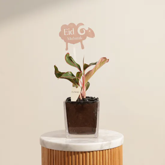 Eid Fiery Red Aglaonema Plant