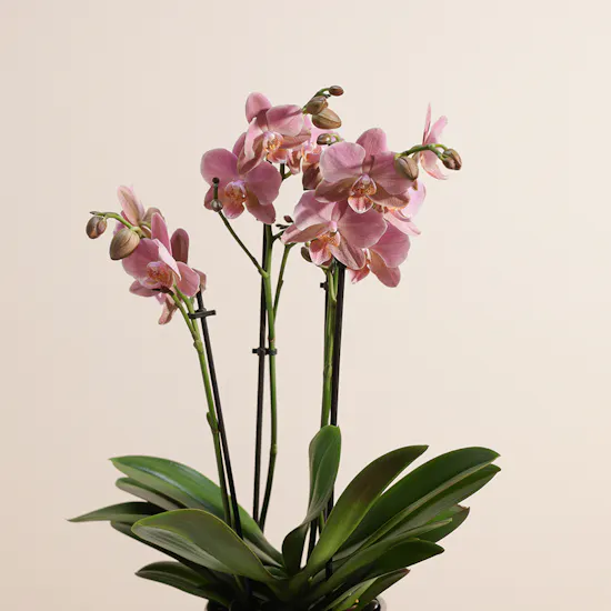 Pink Orchid Plant