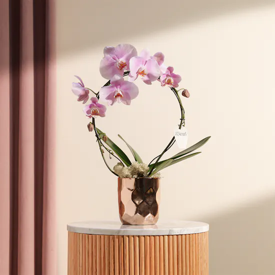 Elegant Pink Orchid