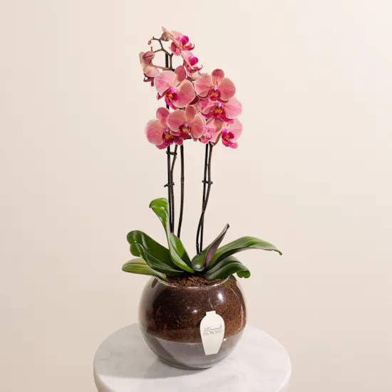 Light Orange Orchid Plant Pot