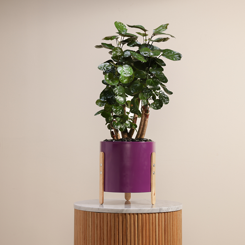 بوليسياس  فابيان