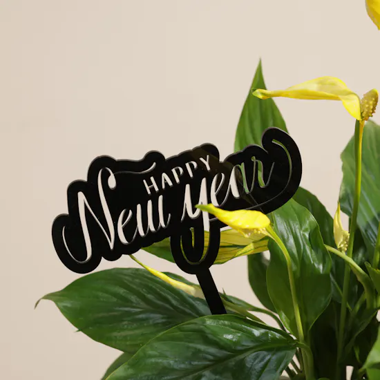 Yellow Spathiphyllum Happy New Year Plant