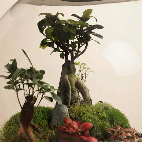 Nature's Glow Terrarium