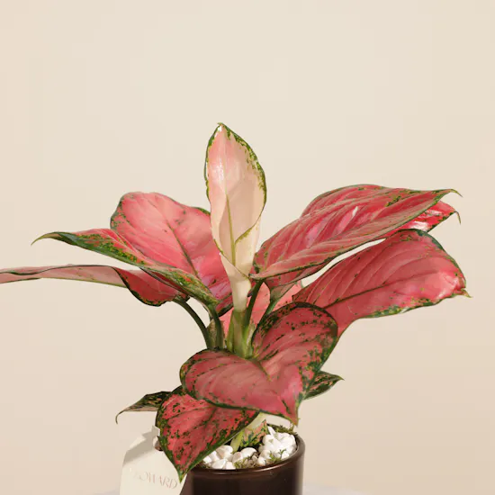 Glowy Aglaonema Red Joy Plant