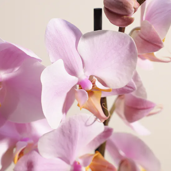 The Pure Pink Orchid