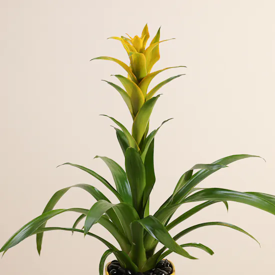 Guzmania Hilda