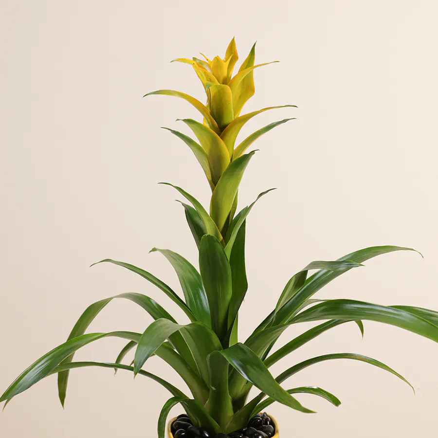 Guzmania Hilda 5