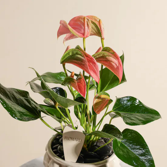 Unique Pink Anthurium Plant Vase