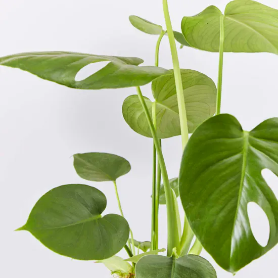 Cheese Plant