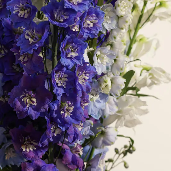 Charming Delphinium Luxury Vase