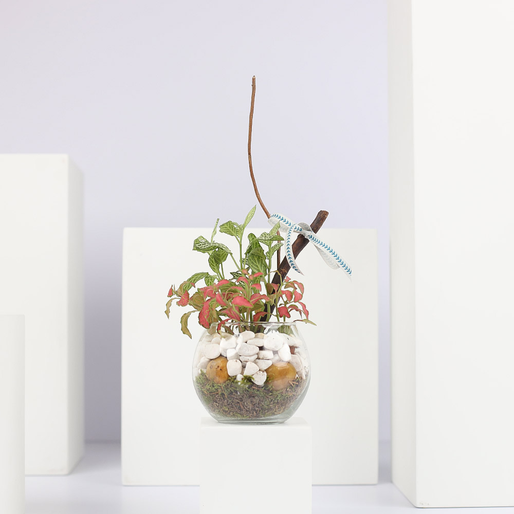 Fittonia Mixed Plant