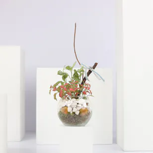 Fittonia Mixed Plant Fittonia Mixed Plant