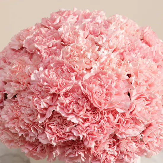 Lush Pink Carnation Box | 35 Flowers