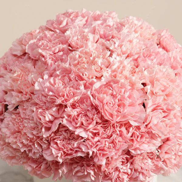 Lush Pink Carnation Box | 35 Flowers