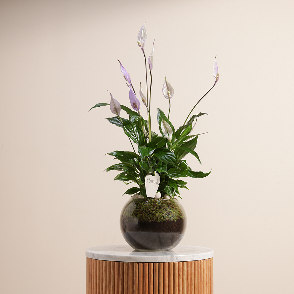 نبات ليليوم السلام البنفسجي