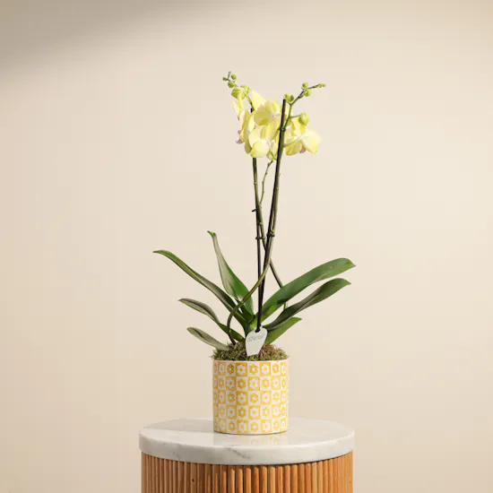 Fancy Yellow Orchid Plant with Yellow Ceramic Pot
