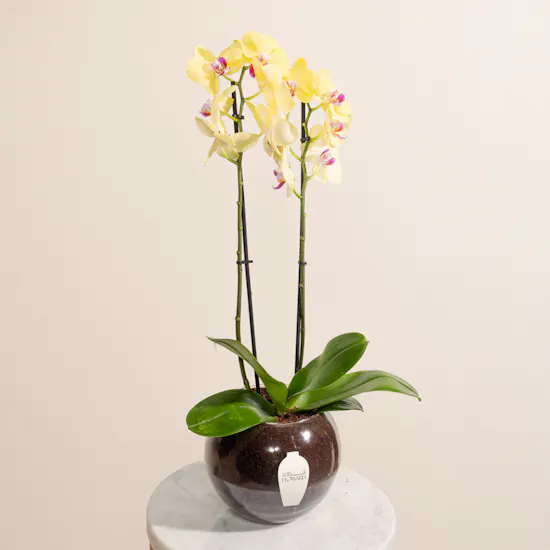 Yellow Orchid Plant Pot
