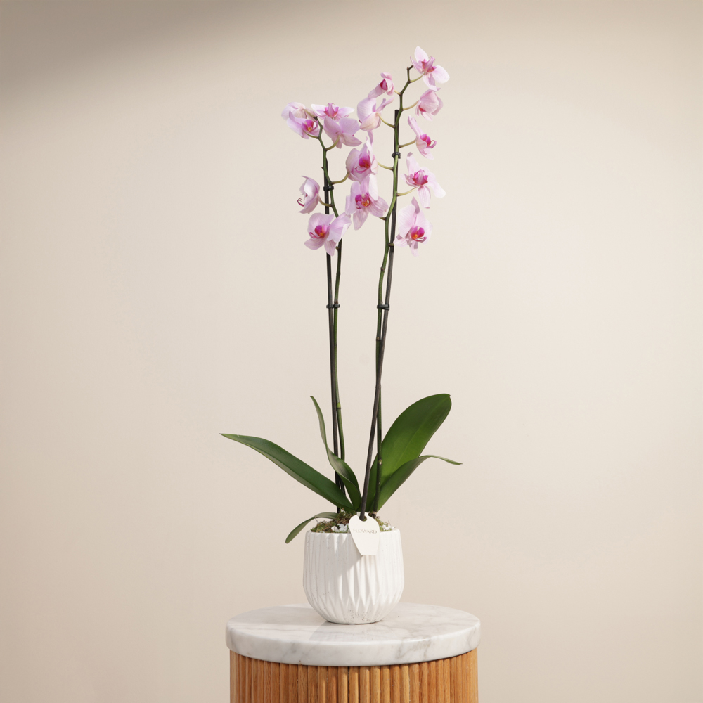 نبات فالاينوبسيس وردي زاهي