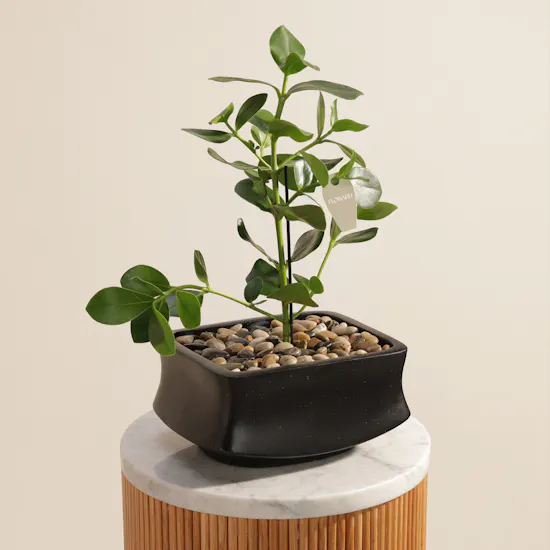 Charming Clusia Rosea Plant