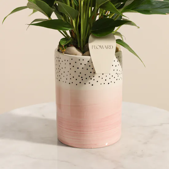 Elegant Pink Anthurium Plant Vase