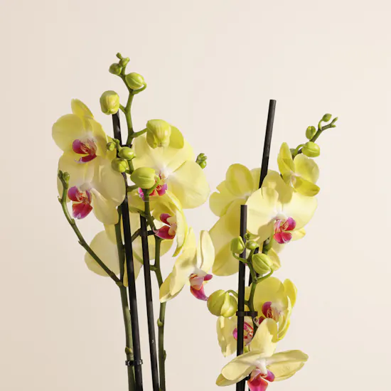 Yellow Orchid Plant