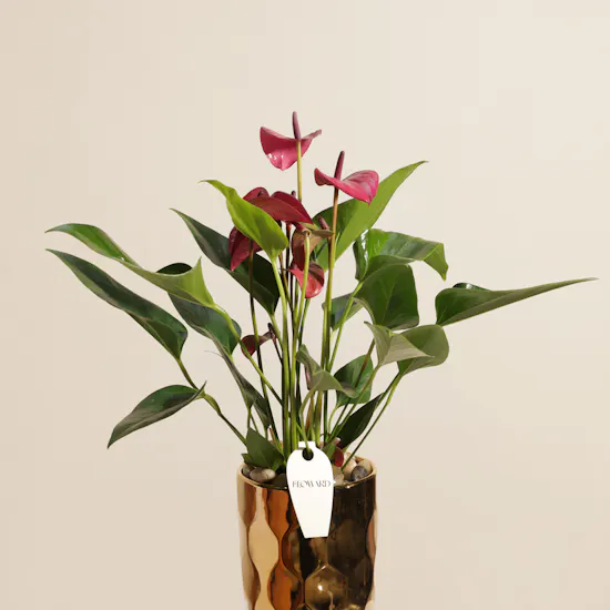 Bright Purple Anthurium Plant