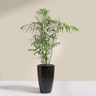 Elegant Chamaedorea Seifrizii Palm Pot Elegant Chamaedorea Seifrizii Palm Pot