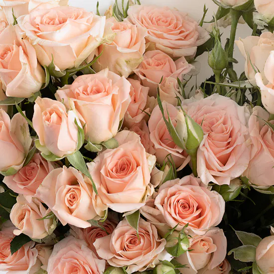 Peachy Passion | Baby Roses