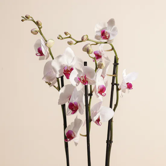 Eternal Love | White Orchid Plant