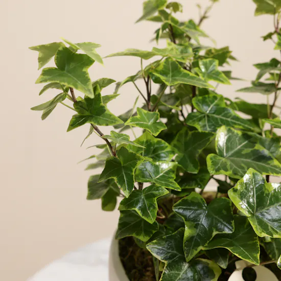 Unique Hedera Helix Plant