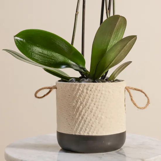 Elegant Phalaenopsis Plant Vase