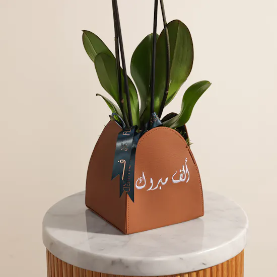 Purple Orchid | Alf Mabrook