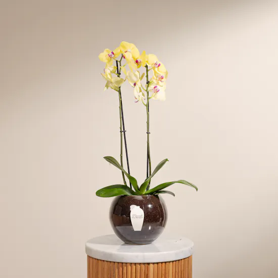 Yellow Orchid Plant Pot