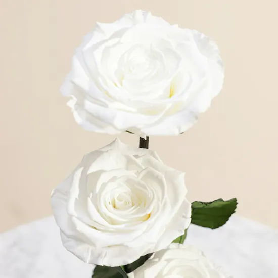 Cascading Preserved White Roses in a Glass Dome