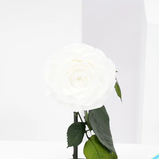 Preserved White Rose with Feel Good Tea