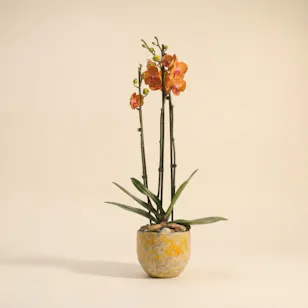 Serene Orange Orchid Plant Pot Serene Orange Orchid Plant Pot