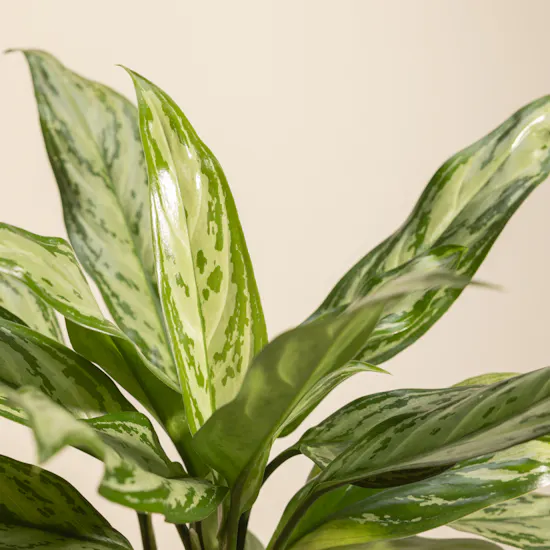 PlantaZee Aglaonema Commutatum Vase