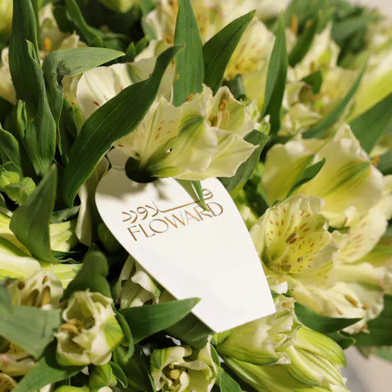 Pure Alstroemeria Vase