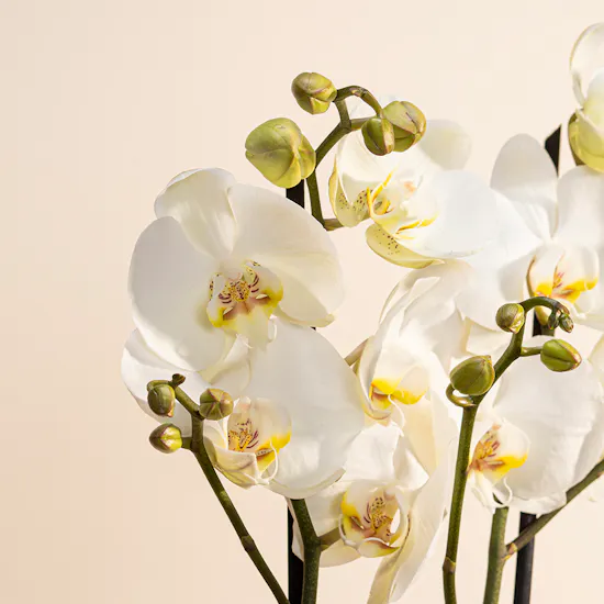 White Orchid Plant | Glass Pot