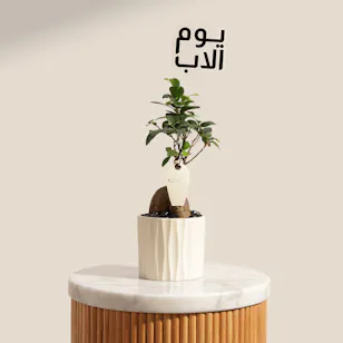 نبات فيكس جينسنغ المذهل ليوم الأب