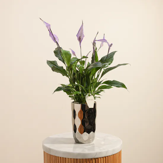 Royal Purple Spathiphyllum Plant